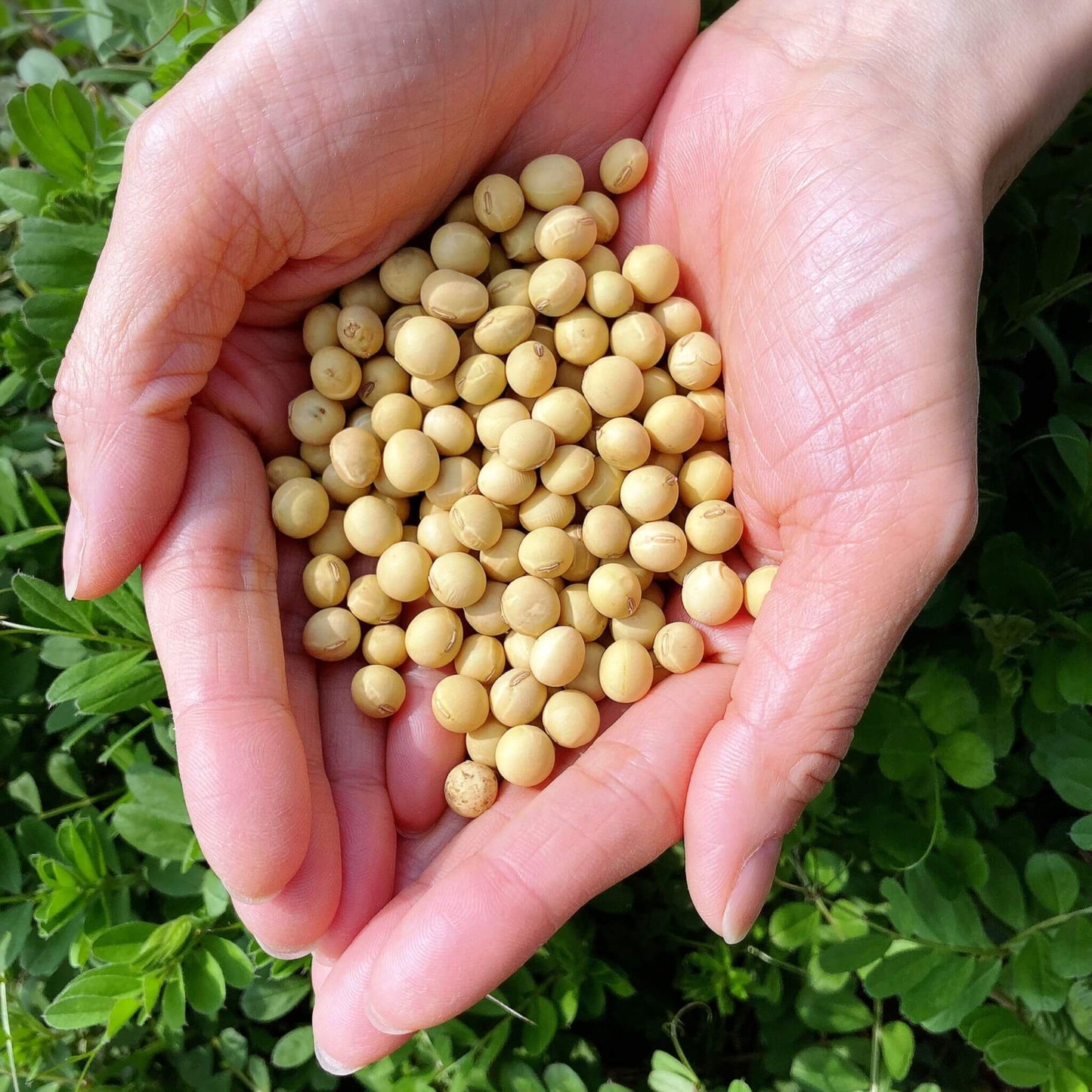 2024年度産 大豆 【げんき大豆】300g