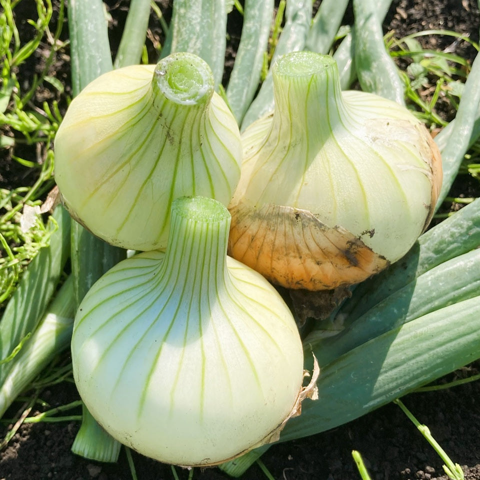 新玉ねぎ
