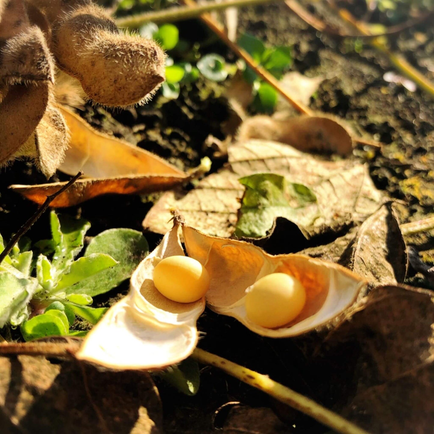 2024年度産 大豆 【げんき大豆】300g