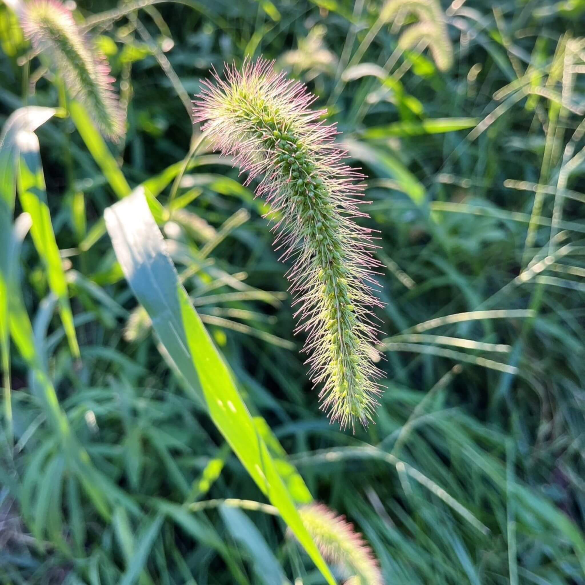 野菜は草と何が違うの？草は食べられるの？ – いのちのおやさい