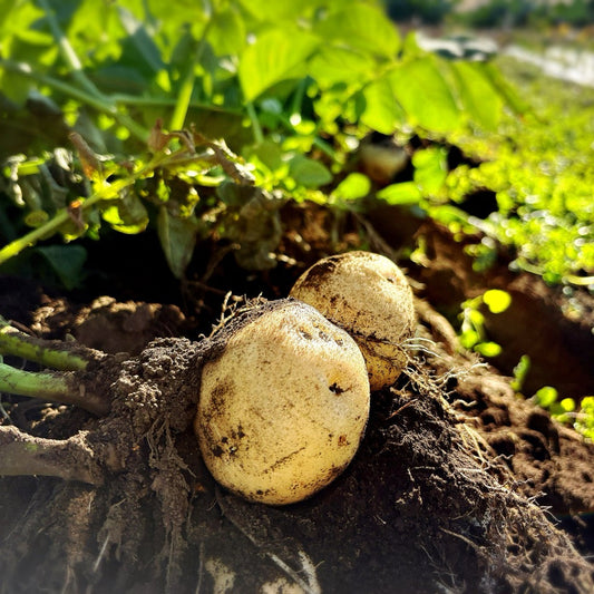 収穫したじゃがいも