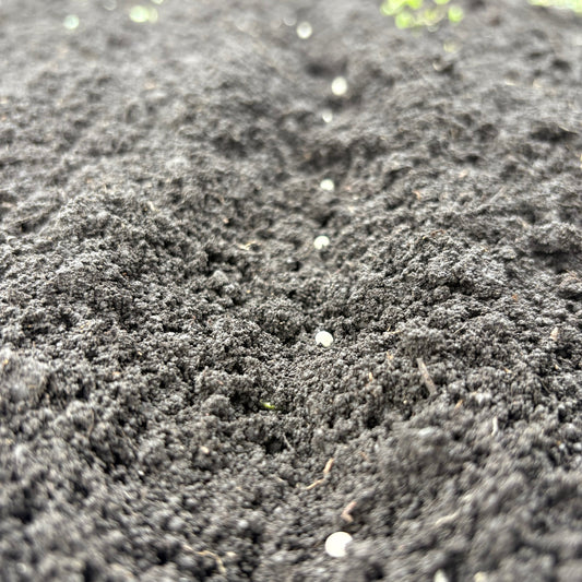 種まきした人参種