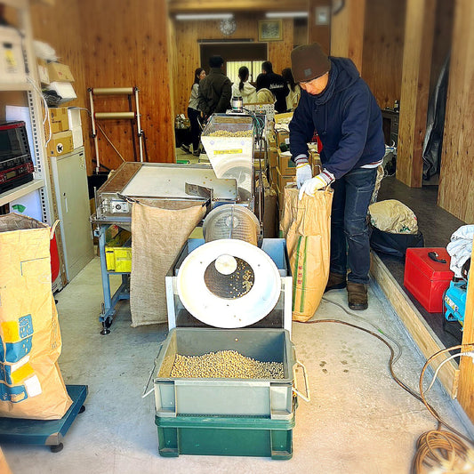 大豆選別機による大豆の選別作業