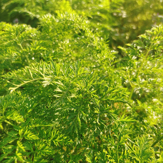 キラキラの人参の葉っぱ