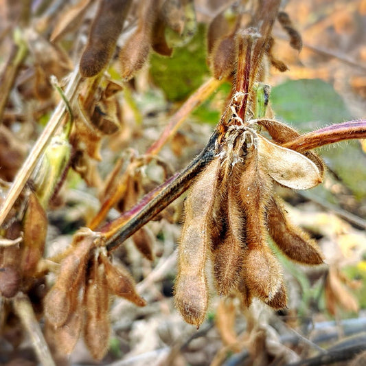 秋の大豆のサヤ