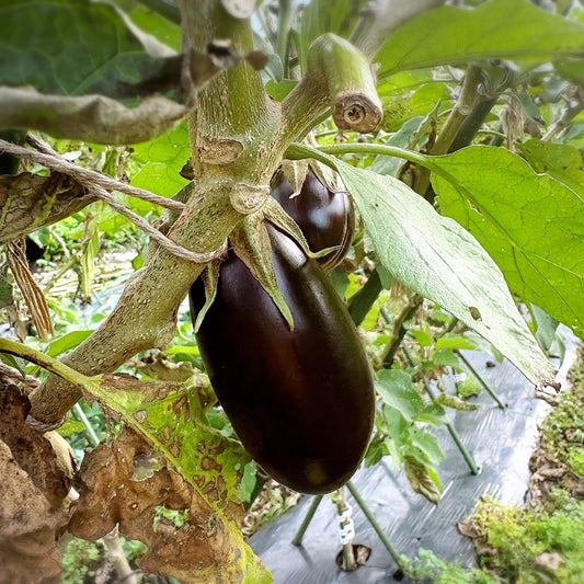 秋の米ナスの実