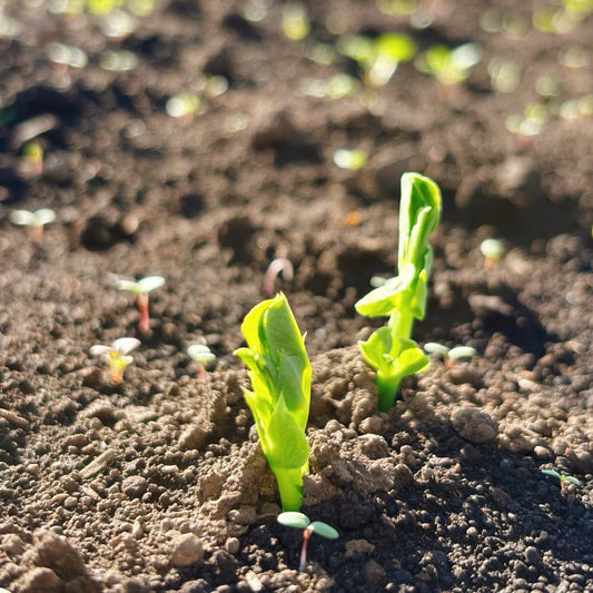えんどう豆の発芽