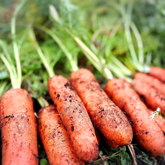 おいしいにんじん「アロマレッド」｜農薬・肥料不使用｜香りと甘さを味わう人参