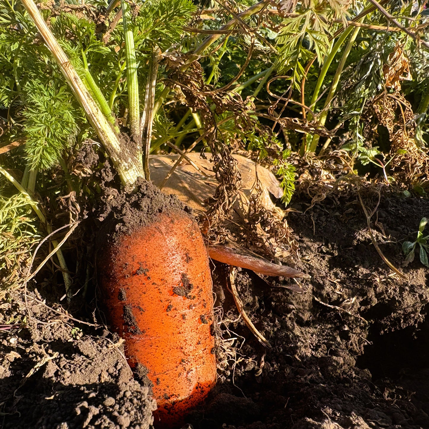 おいしいにんじん「アロマレッド」｜農薬・肥料不使用｜香りと甘さを味わう人参
