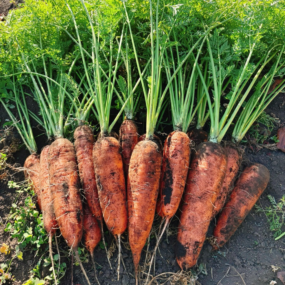 いのちのおやさい “おいしいにんじん” アロマレッド