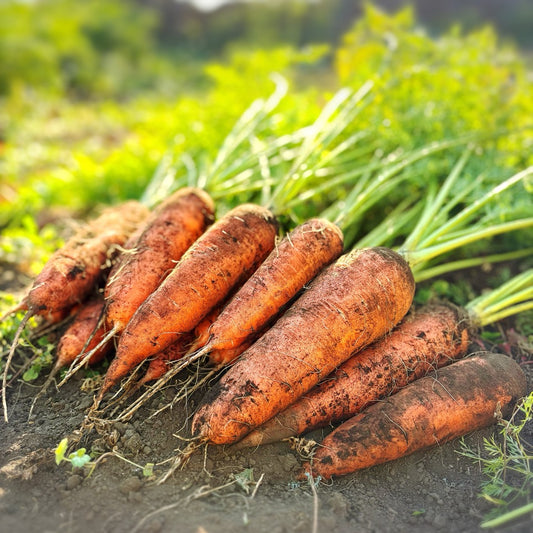 いのちのおやさい “おいしいにんじん” アロマレッド
