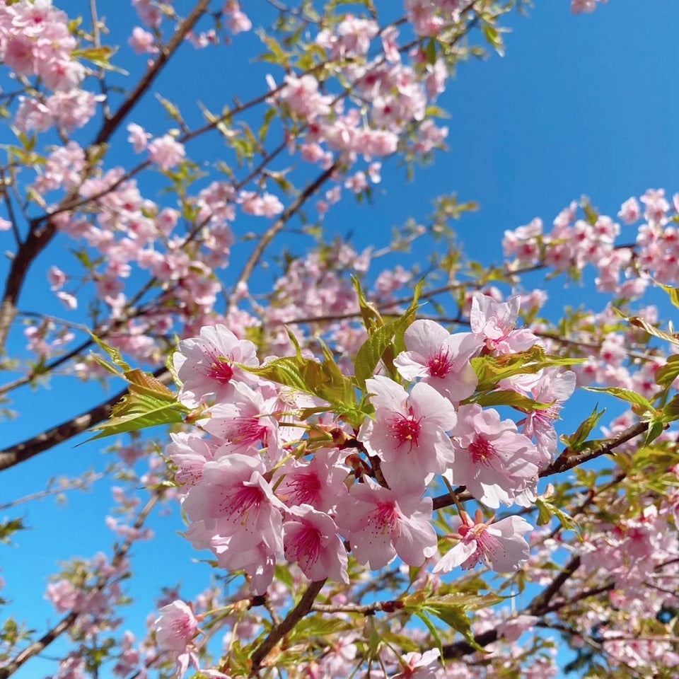 山さくら